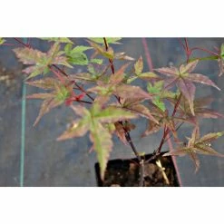 Acer palmatum 'Beni-maiko' | Japanese Maple Tree | 1L Pot 13 Acer palmatum 'Beni-maiko' | Japanese Maple Tree | 1L Pot -Ornamental Trees Shop TR070111L add image 4 5c7a