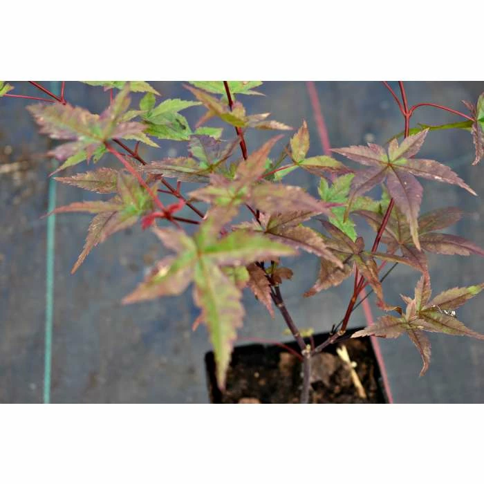 Acer palmatum 'Beni-maiko' | Japanese Maple Tree | 1L Pot 8 Acer palmatum 'Beni-maiko' | Japanese Maple Tree | 1L Pot - Image 6