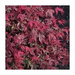 Acer palmatum 'Beni-maiko' | Japanese Maple Tree | 1L Pot 9 Acer palmatum 'Beni-maiko' | Japanese Maple Tree | 1L Pot -Ornamental Trees Shop TR070111L rollover image 6829