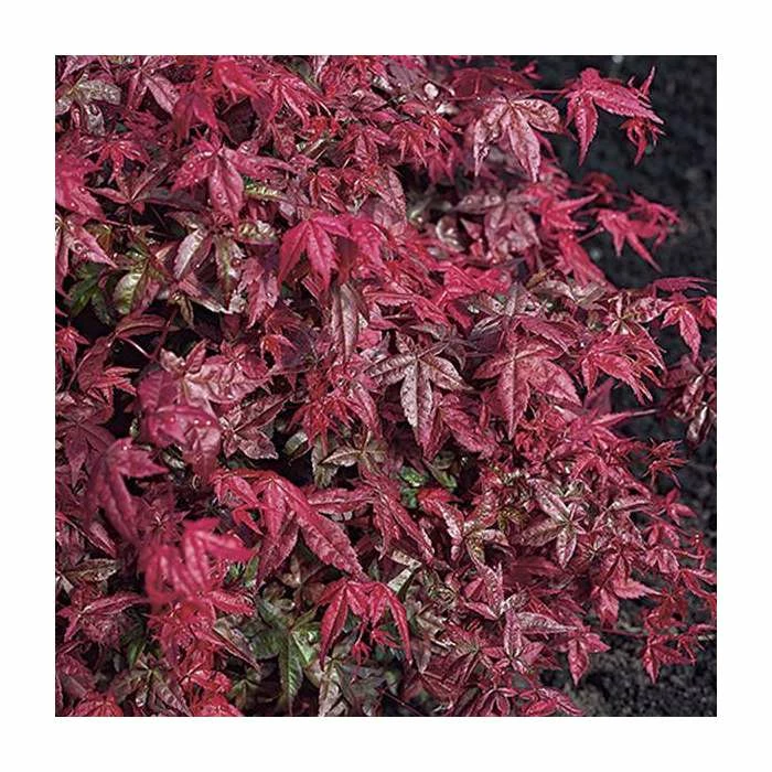 Acer palmatum 'Beni-maiko' | Japanese Maple Tree | 1L Pot 4 Acer palmatum 'Beni-maiko' | Japanese Maple Tree | 1L Pot - Image 2