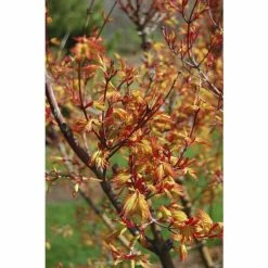 Acer palmatum 'Orange Dream' | Japanese Maple Tree 12 Acer palmatum 'Orange Dream' | Japanese Maple Tree -Ornamental Trees Shop TR070118L add image 2 fe78