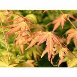 Acer palmatum 'Orange Dream' | Japanese Maple Tree 14 Acer palmatum 'Orange Dream' | Japanese Maple Tree -Ornamental Trees Shop TR070118L add image 4 7571