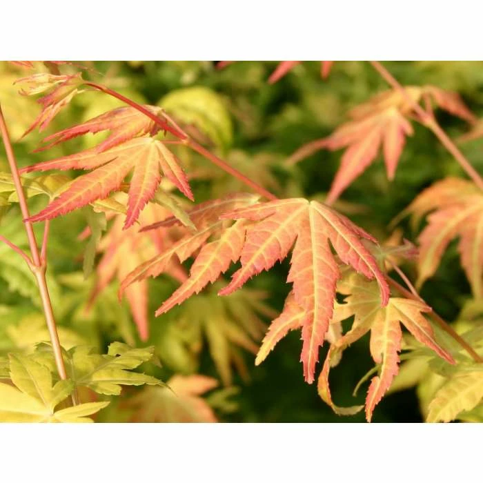 Acer palmatum 'Orange Dream' | Japanese Maple Tree 7 Acer palmatum 'Orange Dream' | Japanese Maple Tree - Image 5