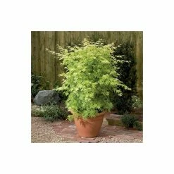Acer palmatum 'Orange Dream' | Japanese Maple Tree 16 Acer palmatum 'Orange Dream' | Japanese Maple Tree -Ornamental Trees Shop TR070118L add image 6 a3c1