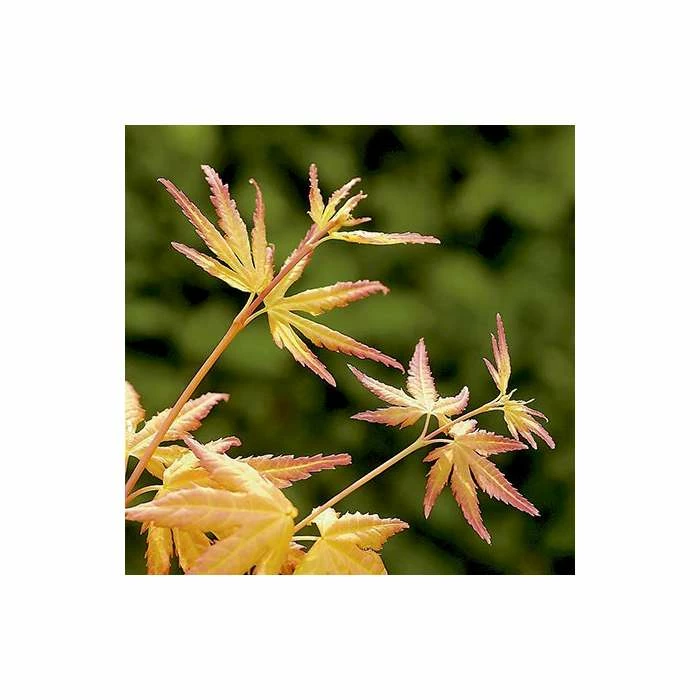 Acer palmatum 'Orange Dream' | Japanese Maple Tree 10 Acer palmatum 'Orange Dream' | Japanese Maple Tree - Image 8