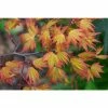 Acer palmatum 'Orange Dream' | Japanese Maple Tree -Ornamental Trees Shop TR070118L main image e374