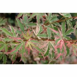 Acer palmatum 'Butterfly' | Japanese Maple Tree | 7.5L Pot | 70-90cm -Ornamental Trees Shop TR070375L add image 1 7bc5