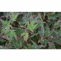 Acer palmatum 'Butterfly' | Japanese Maple Tree | 7.5L Pot | 70-90cm -Ornamental Trees Shop TR070375L add image 2 f1f6