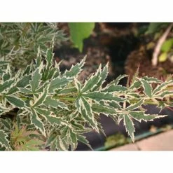 Acer palmatum 'Butterfly' | Japanese Maple Tree | 7.5L Pot | 70-90cm -Ornamental Trees Shop TR070375L add image 4 c2dd