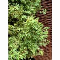 Acer palmatum 'Butterfly' | Japanese Maple Tree | 7.5L Pot | 70-90cm -Ornamental Trees Shop TR070375L add image 5 68af