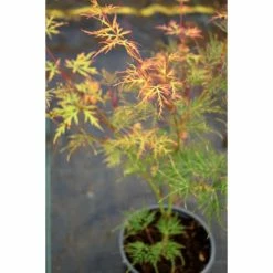 Acer palmatum 'Dissectum' | Japanese Maple Tree -Ornamental Trees Shop TR070515L add image 3 df5e