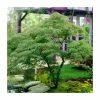 Acer palmatum 'Dissectum' | Japanese Maple Tree -Ornamental Trees Shop TR070515L main image fc20
