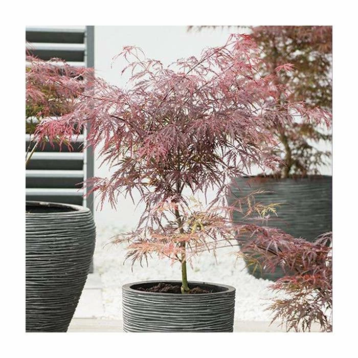 Acer palmatum 'Garnet' | Japanese Maple Tree 5 Acer palmatum 'Garnet' | Japanese Maple Tree - Image 3