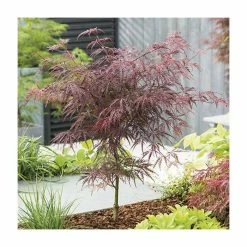 Acer palmatum 'Garnet' | Japanese Maple Tree 12 Acer palmatum 'Garnet' | Japanese Maple Tree -Ornamental Trees Shop TR07062L add image 2 7994