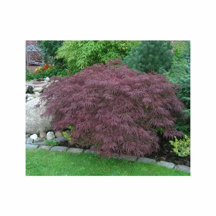 Acer palmatum 'Garnet' | Japanese Maple Tree 7 Acer palmatum 'Garnet' | Japanese Maple Tree - Image 5