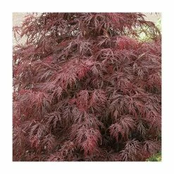 Acer palmatum 'Garnet' | Japanese Maple Tree 14 Acer palmatum 'Garnet' | Japanese Maple Tree -Ornamental Trees Shop TR07062L add image 4 f0a7