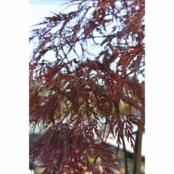 Acer palmatum 'Garnet' | Japanese Maple Tree 15 Acer palmatum 'Garnet' | Japanese Maple Tree -Ornamental Trees Shop TR07062L add image 5 6971