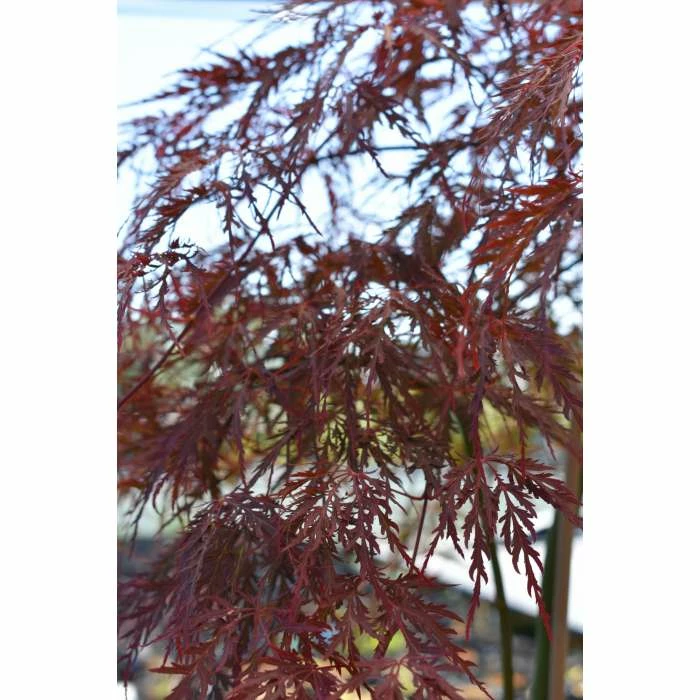 Acer palmatum 'Garnet' | Japanese Maple Tree 9 Acer palmatum 'Garnet' | Japanese Maple Tree - Image 7