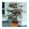 Acer palmatum 'Garnet' | Japanese Maple Tree -Ornamental Trees Shop TR07062L main image 2f99