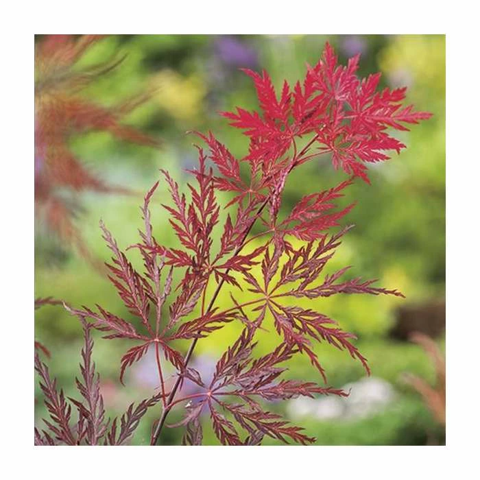 Acer palmatum 'Garnet' | Japanese Maple Tree 4 Acer palmatum 'Garnet' | Japanese Maple Tree - Image 2