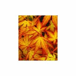 Acer palmatum 'Katsura' | Japanese Maple Tree -Ornamental Trees Shop TR07072L add image 1 cf9a