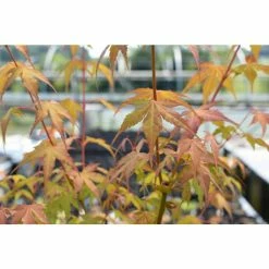 Acer palmatum 'Katsura' | Japanese Maple Tree -Ornamental Trees Shop TR07072L add image 2 5167