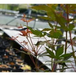 Acer palmatum 'Katsura' | Japanese Maple Tree -Ornamental Trees Shop TR07072L add image 3 29de