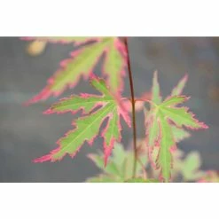 Acer palmatum 'Taylor' | Japanese Maple Tree | 1L Pot -Ornamental Trees Shop TR07101L add image 1 4e7f