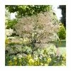 Acer palmatum 'Taylor' | Japanese Maple Tree | 1L Pot 1 Acer palmatum 'Taylor' | Japanese Maple Tree | 1L Pot -Ornamental Trees Shop TR07101L main image 3f9f