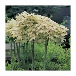 Acer pseudoplatanus 'Brilliantissimum' | Sycamore Tree | 12L Pot | 150-180cm | By Frank P Matthews -Ornamental Trees Shop TR071112L add image 1 225f