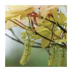 Acer pseudoplatanus 'Brilliantissimum' | Sycamore Tree | 12L Pot | 150-180cm | By Frank P Matthews -Ornamental Trees Shop TR071112L add image 2 8a9b