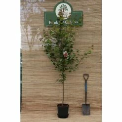 Acer pseudoplatanus 'Brilliantissimum' | Sycamore Tree | 12L Pot | 150-180cm | By Frank P Matthews -Ornamental Trees Shop TR071112L add image 4 f8bb