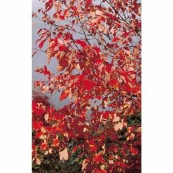 Acer pseudoplatanus 'Brilliantissimum' | Sycamore Tree | 12L Pot | 150-180cm | By Frank P Matthews -Ornamental Trees Shop TR071112L add image 5 4956