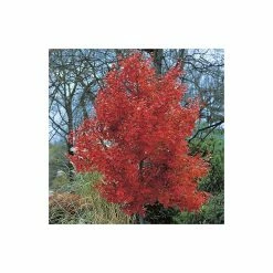 Acer rubrum 'October Glory' | Red Maple Tree | 12L Pot | 150-180cm | By Frank P Matthews