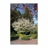 Amelanchier × grandiflora 'Ballerina' | Juneberry Tree | 12L Pot | 150-180cm | By Frank P Matthews 2 Amelanchier × grandiflora 'Ballerina' | Juneberry Tree | 12L Pot | 150-180cm | By Frank P Matthews -Ornamental Trees Shop TR071512L main image bf19
