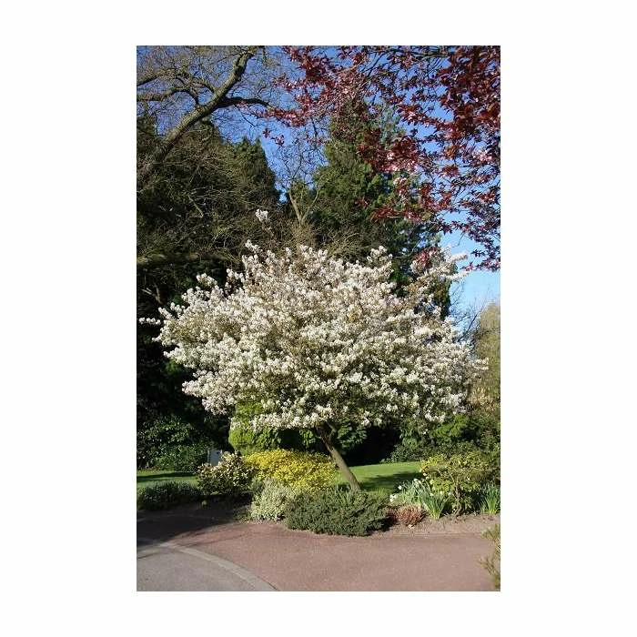 Amelanchier × grandiflora 'Ballerina' | Juneberry Tree | 12L Pot | 150-180cm | By Frank P Matthews 3 Amelanchier × grandiflora 'Ballerina' | Juneberry Tree | 12L Pot | 150-180cm | By Frank P Matthews