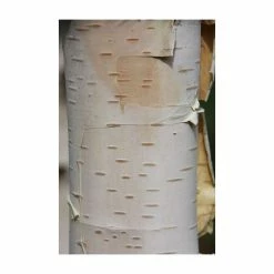Betula utilis subsp. jacquemontii 'Silver Shadow' | Himalayan Birch Tree | 12L Pot | 150-180cm | By Frank P Matthews -Ornamental Trees Shop TR071712L add image 1 5de4