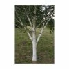 Betula utilis subsp. jacquemontii 'Silver Shadow' | Himalayan Birch Tree | 12L Pot | 150-180cm | By Frank P Matthews -Ornamental Trees Shop TR071712L main image c3e1