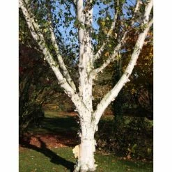 Betula utilis var. jacquemontii 'Snow Queen' | Himalayan Birch Tree | 12L Pot | 150-180cm | By Frank P Matthews -Ornamental Trees Shop TR072112L add image 1 1c06