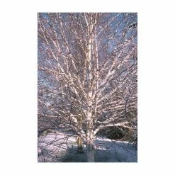 Betula utilis var. jacquemontii 'Snow Queen' | Himalayan Birch Tree | 12L Pot | 150-180cm | By Frank P Matthews -Ornamental Trees Shop TR072112L add image 2 0c56