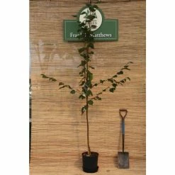 Betula utilis var. jacquemontii 'Snow Queen' | Himalayan Birch Tree | 12L Pot | 150-180cm | By Frank P Matthews -Ornamental Trees Shop TR072112L rollover image 567e