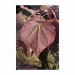 Cercis canadensis 'Forest Pansy' | North American Redbud Tree | 12L Pot | 150-180cm | By Frank P Matthews -Ornamental Trees Shop TR072412L add image 1 0cf4