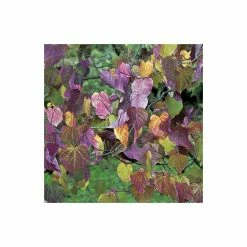 Cercis canadensis 'Forest Pansy' | North American Redbud Tree | 12L Pot | 150-180cm | By Frank P Matthews -Ornamental Trees Shop TR072412L add image 2 8202