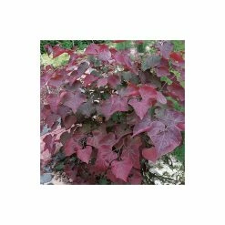 Cercis canadensis 'Forest Pansy' | North American Redbud Tree | 12L Pot | 150-180cm | By Frank P Matthews -Ornamental Trees Shop TR072412L add image 3 c720