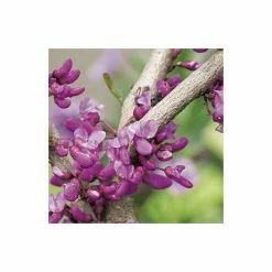 Cercis canadensis 'Forest Pansy' | North American Redbud Tree | 12L Pot | 150-180cm | By Frank P Matthews -Ornamental Trees Shop TR072412L add image 4 b6e6