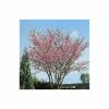 Cercis canadensis 'Forest Pansy' | North American Redbud Tree | 12L Pot | 150-180cm | By Frank P Matthews