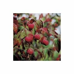Cornus kousa var. chinensis | Chinese dogwood | 7L Pot | 120-150cm | By Frank P Matthews -Ornamental Trees Shop TR07257L add image 1 1e08