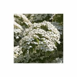 Cornus kousa var. chinensis | Chinese dogwood | 7L Pot | 120-150cm | By Frank P Matthews -Ornamental Trees Shop TR07257L add image 2 ddb4