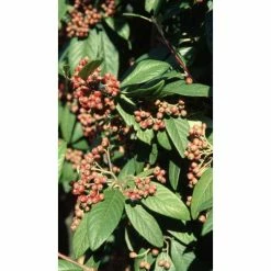 Cotoneaster frigidus 'Cornubia' Tree | 12L Pot | 150-180cm | By Frank P Matthews -Ornamental Trees Shop TR072612L add image 1 ef1a