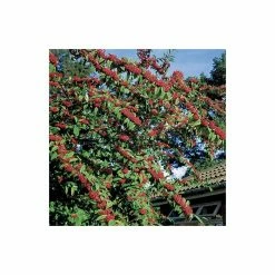 Cotoneaster frigidus 'Cornubia' Tree | 12L Pot | 150-180cm | By Frank P Matthews -Ornamental Trees Shop TR072612L add image 2 246a